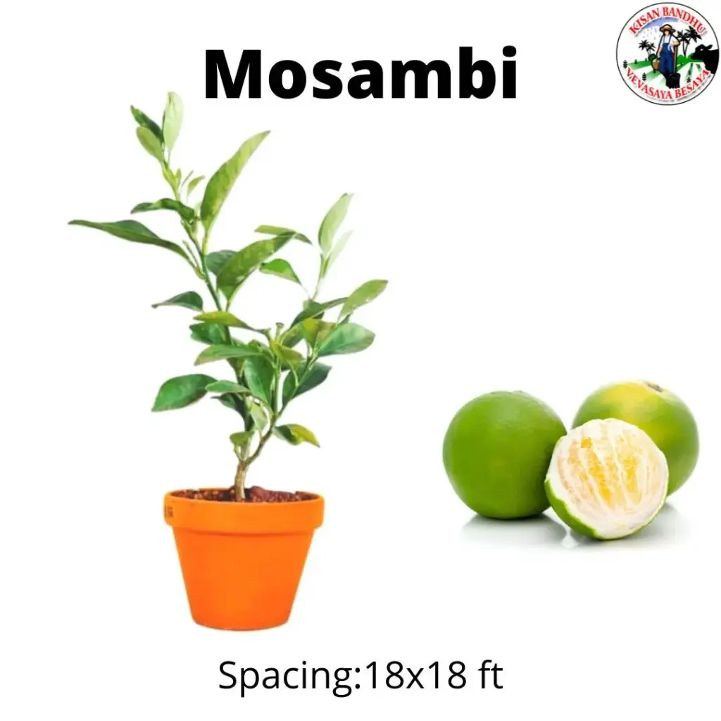 Mosambi