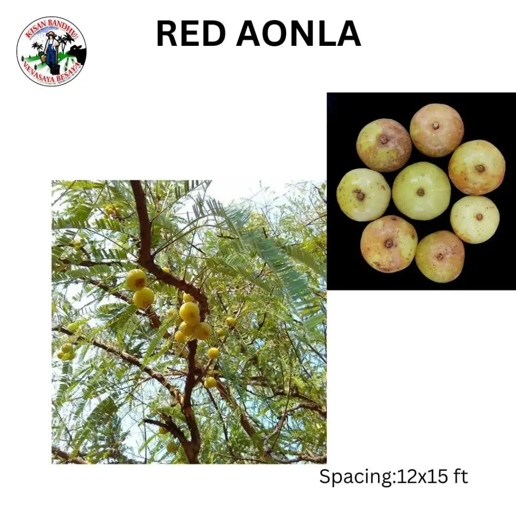 Red Amla