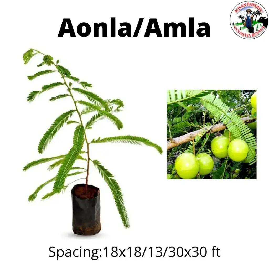 Amla