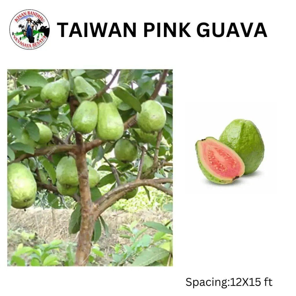 Taiwan Pink Guava
