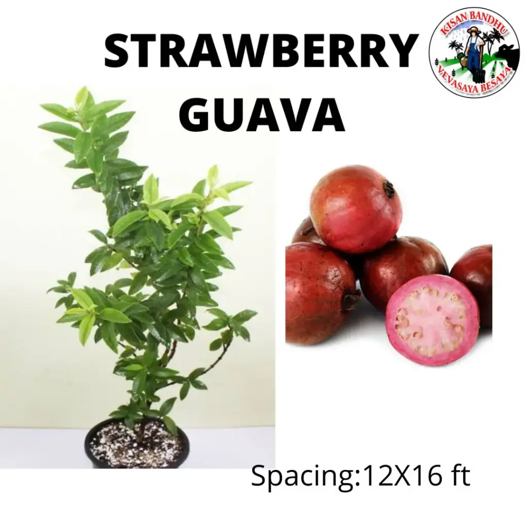 Strawberry Guava