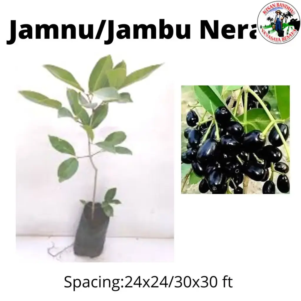 Jamun