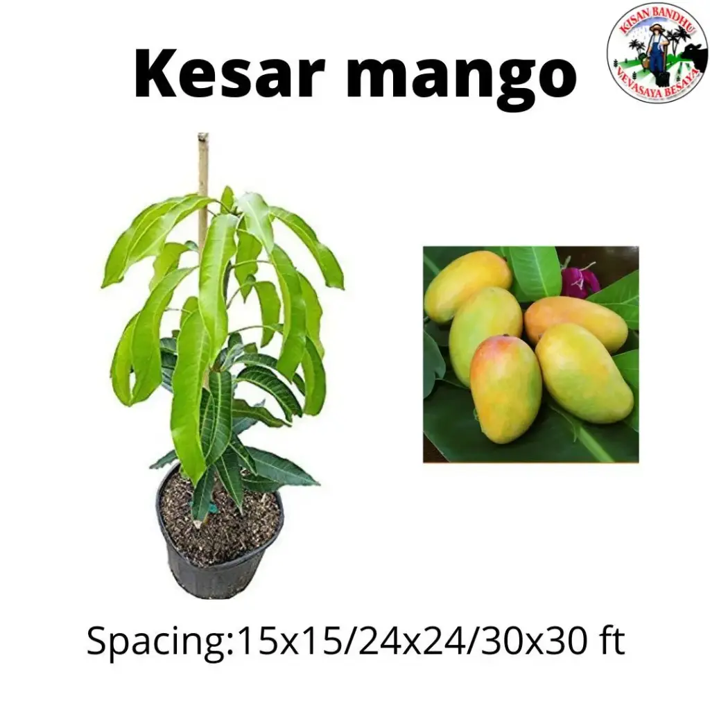 Kesar Mango