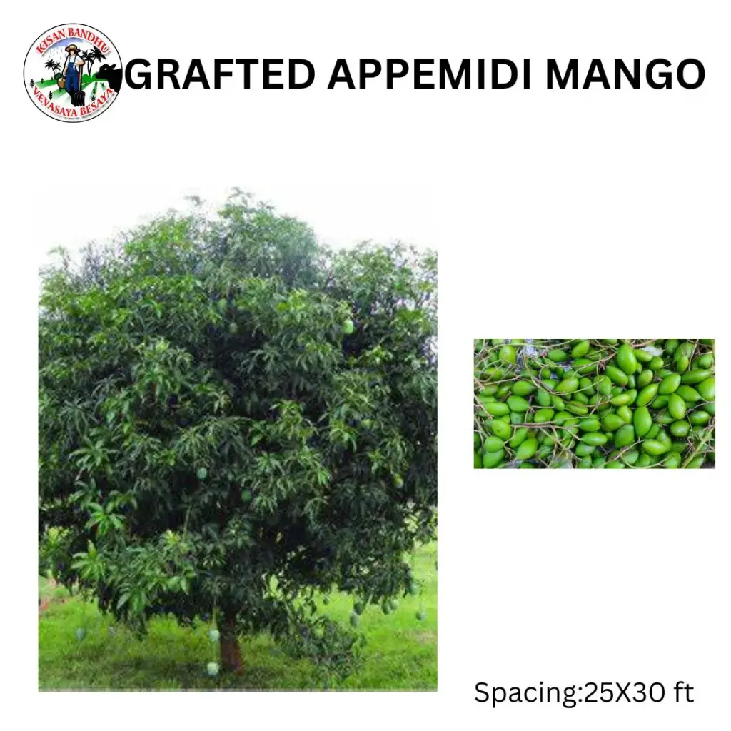 Grafted Appemidi Mango