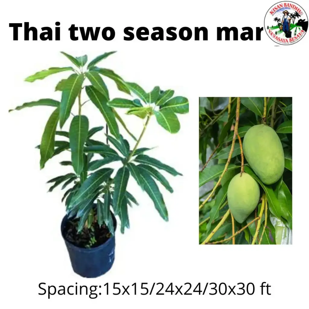 Thai Two-season Mango