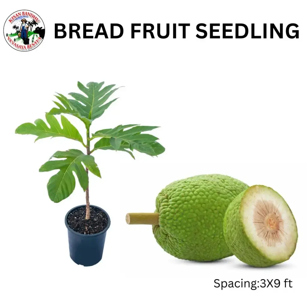 Bread Fruit Seedling