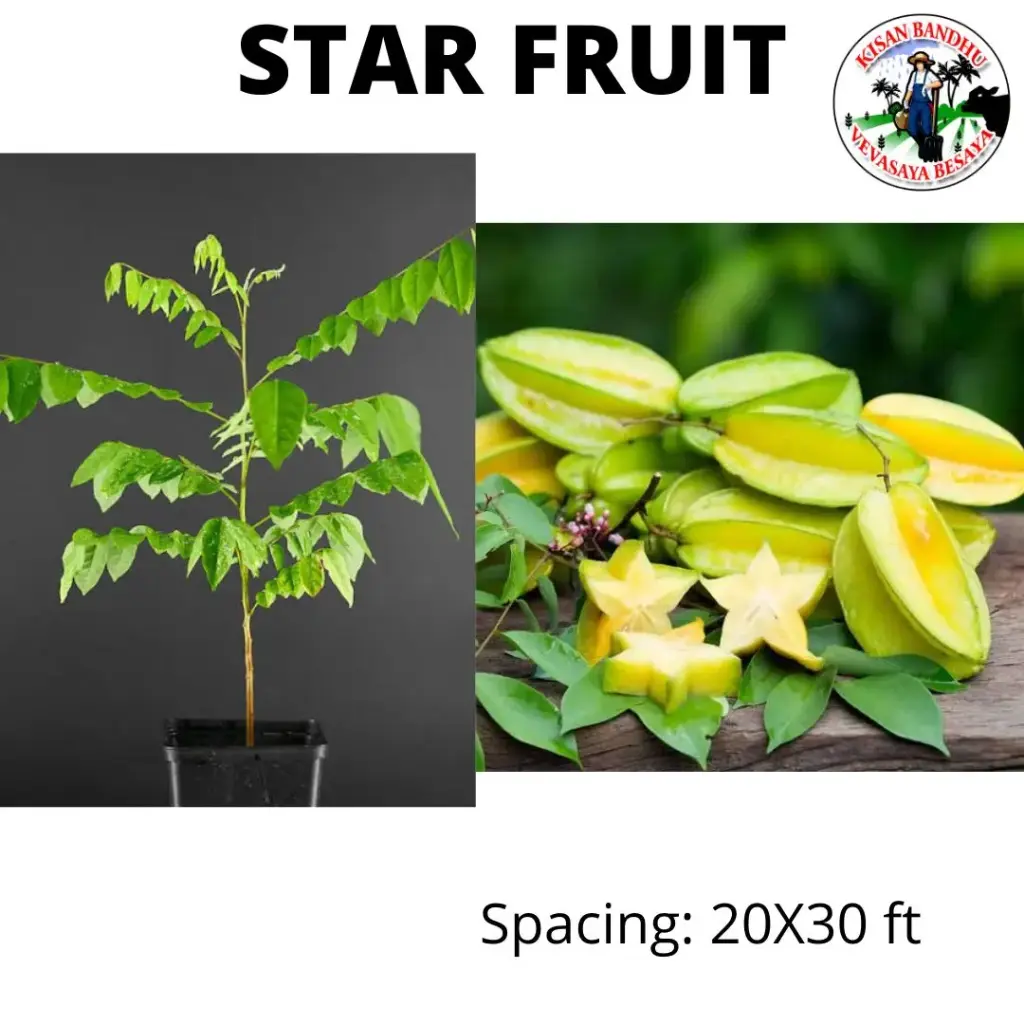 Star Fruit