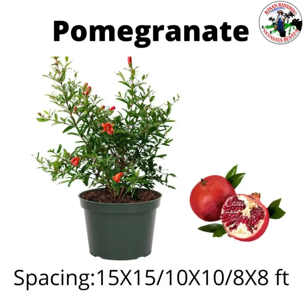 Pomegranate
