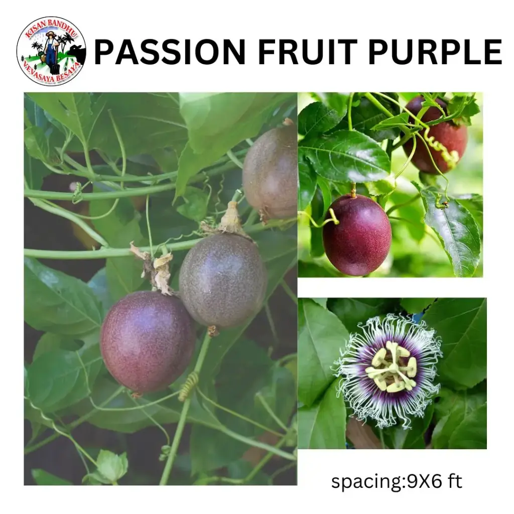 Passion Fruit Purple
