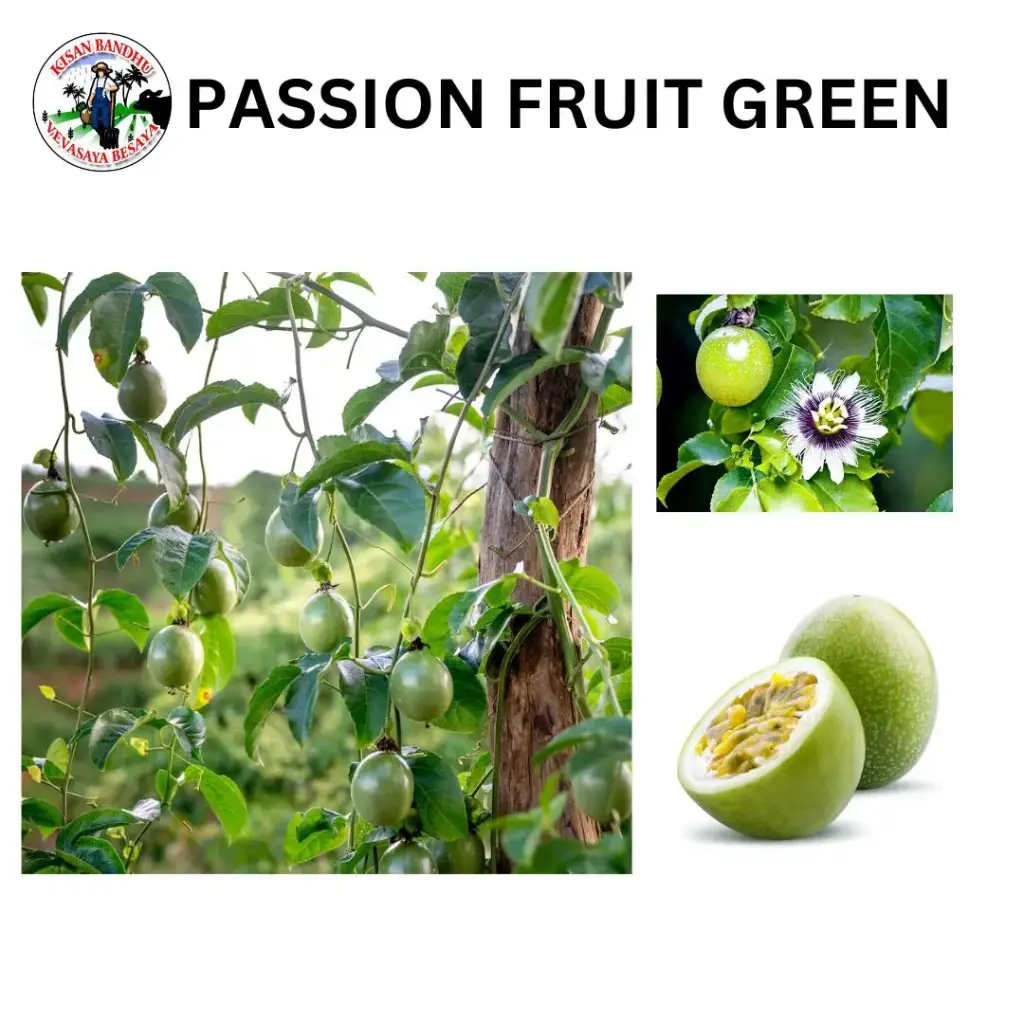 Passion Fruit Green