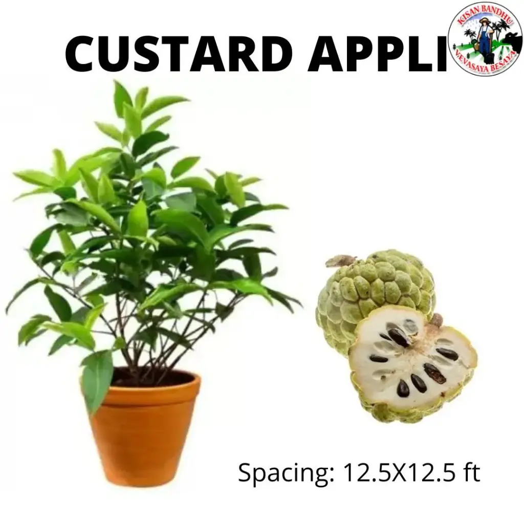 Custard Apple (Seetaphala)
