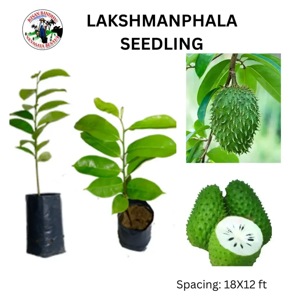 Lakshmanphala Seedling