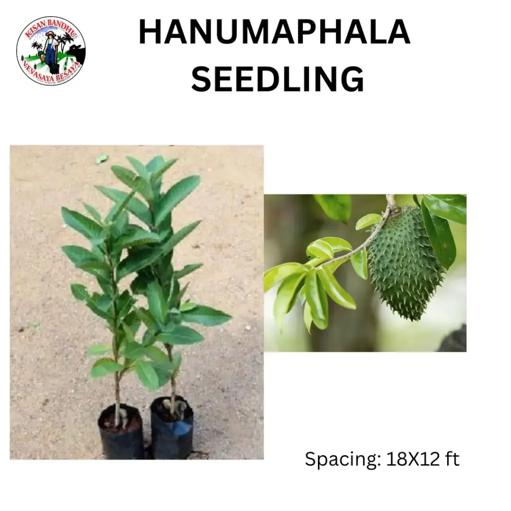 Hanumaphala Seedling