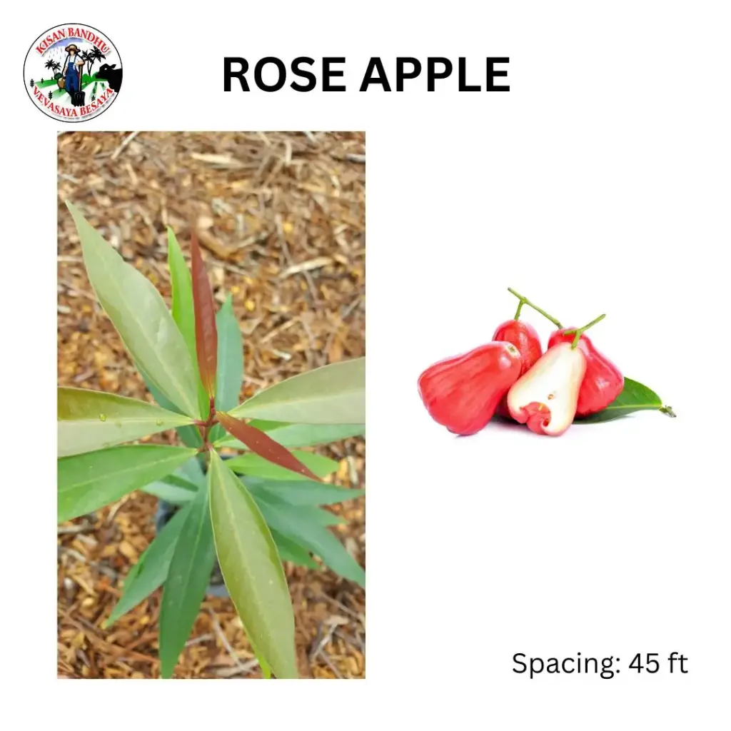 Rose Apple