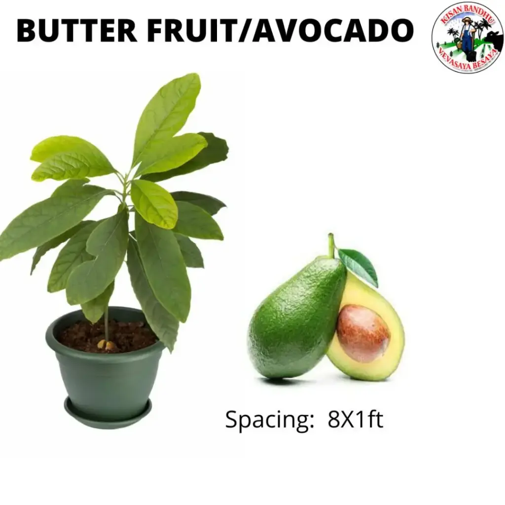 Avocado (Butterfruit)