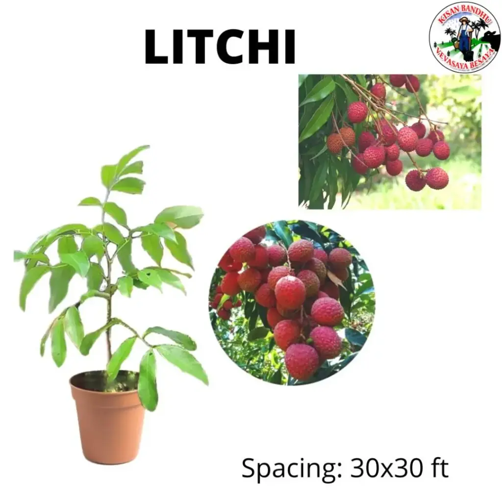 Litchi