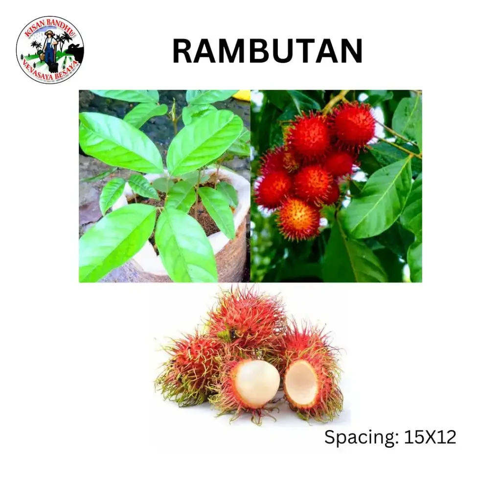 Rambutan