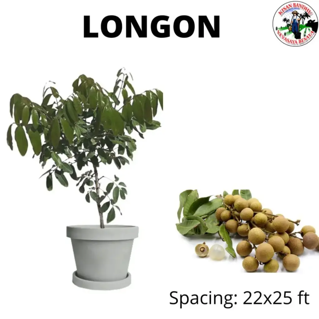 Longon