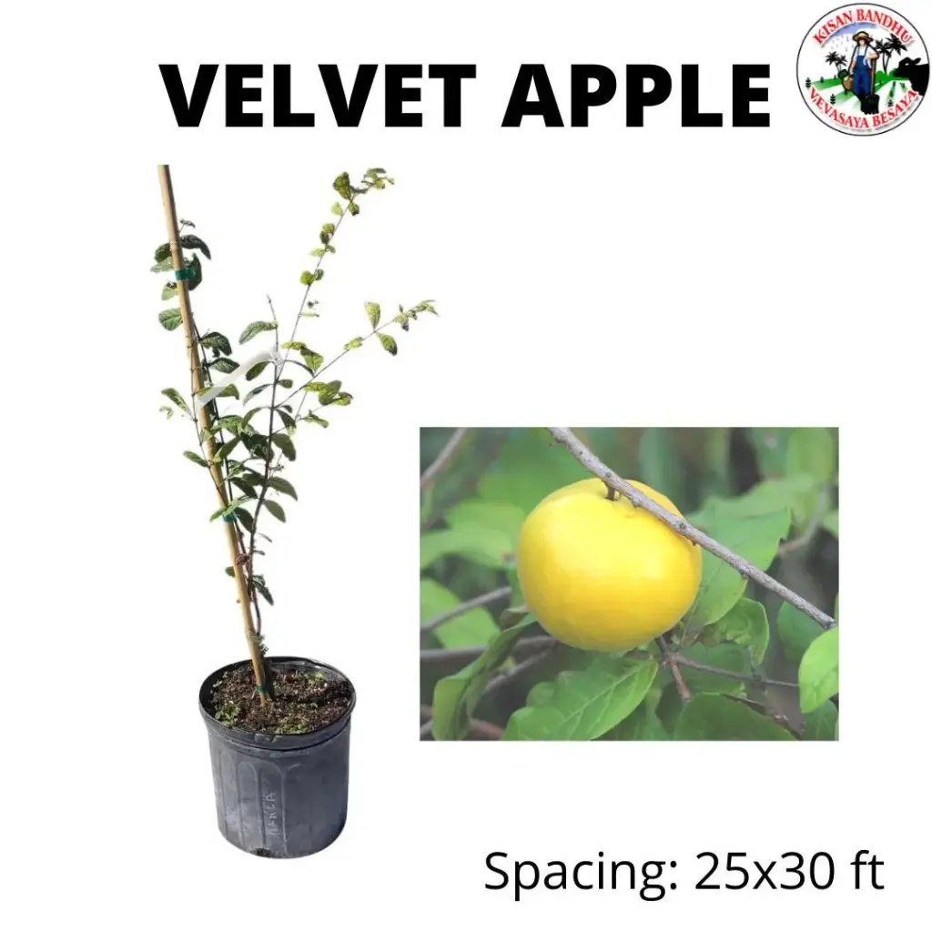 Velvet Apple