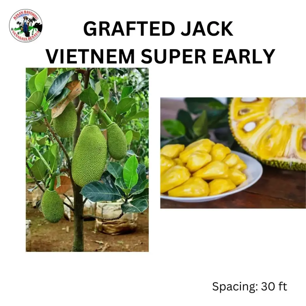 Grafted Vietnam Jack
