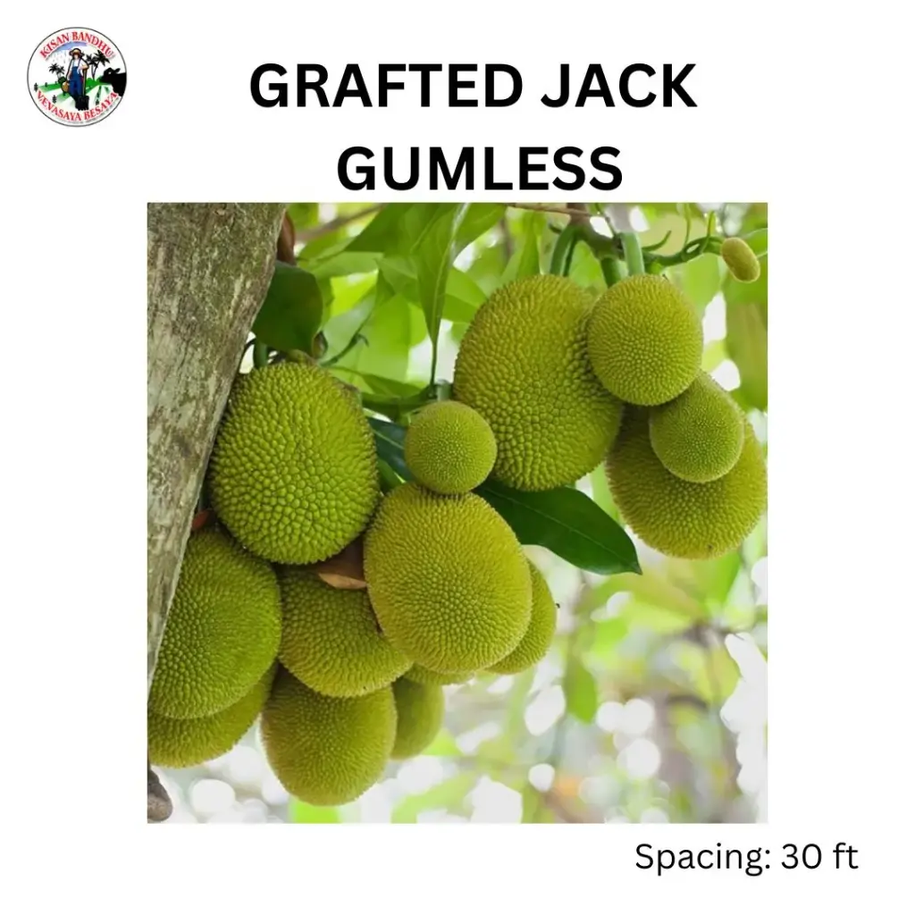Grafted Jack Gumless