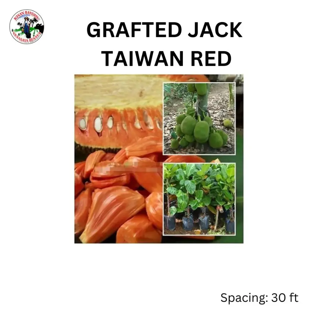 Grafted Jack Taiwan Red