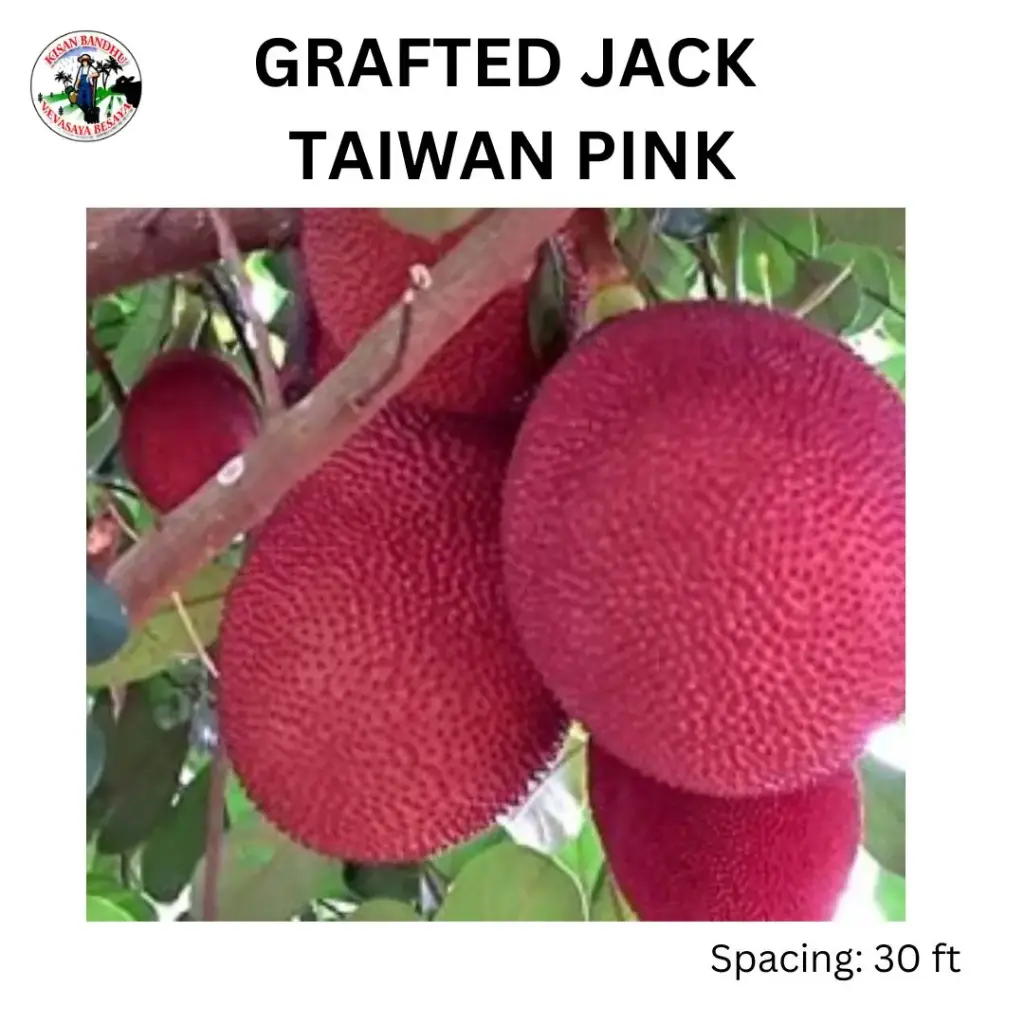 Grafted Jack Taiwan Pink
