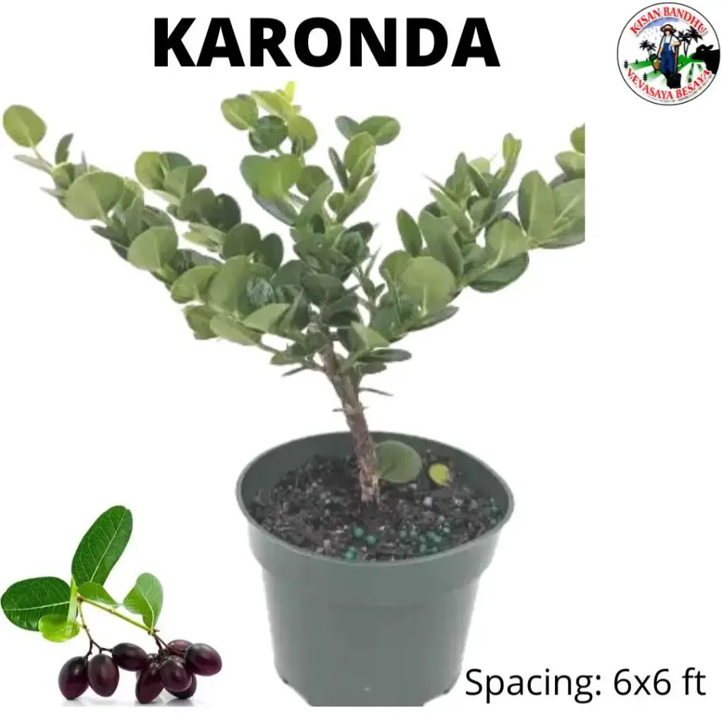 Karonda