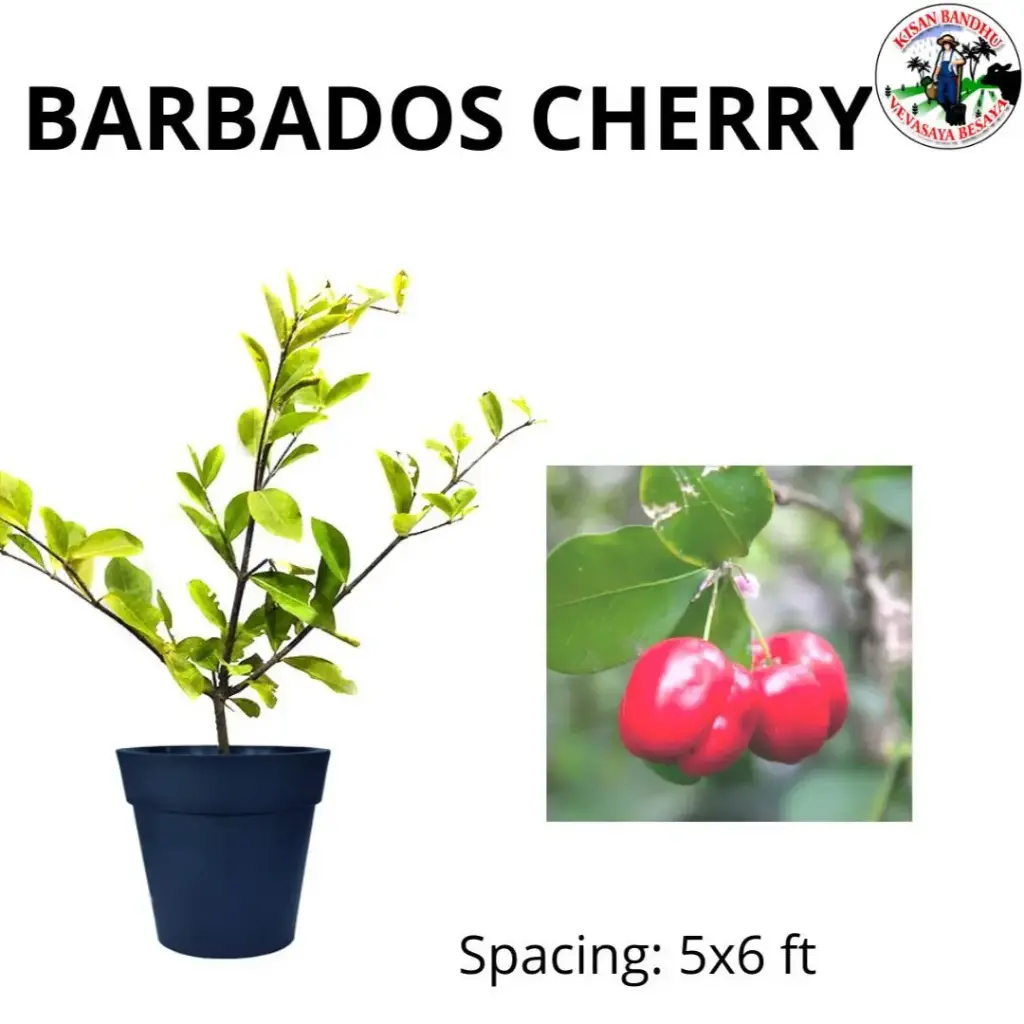 Barbados Cherry