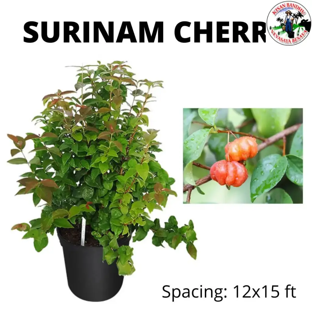 Surinam Cherry