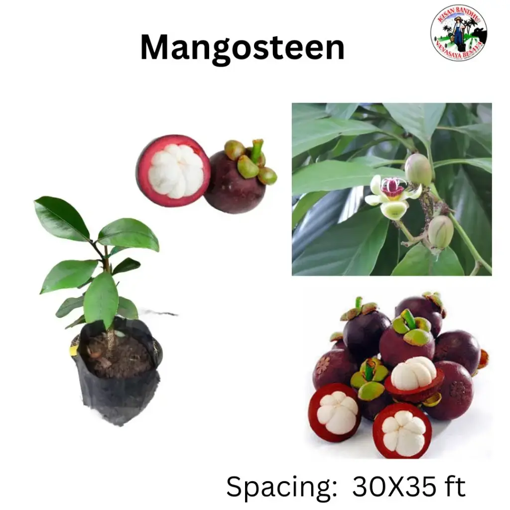 Mangosteen