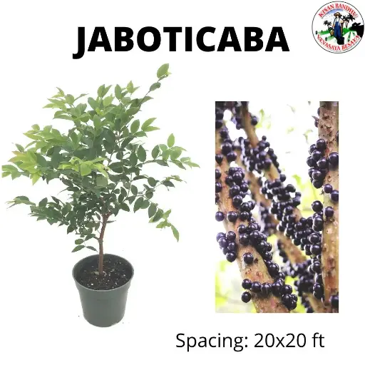 Jaboticaba