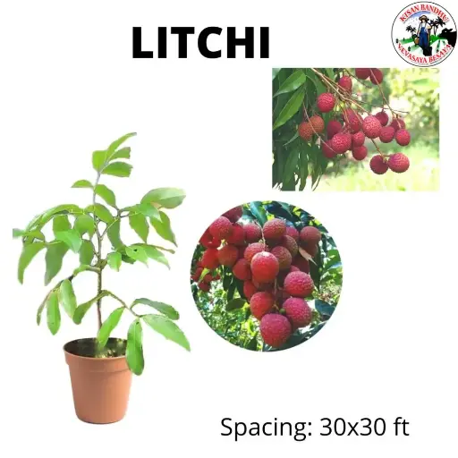 Litchi