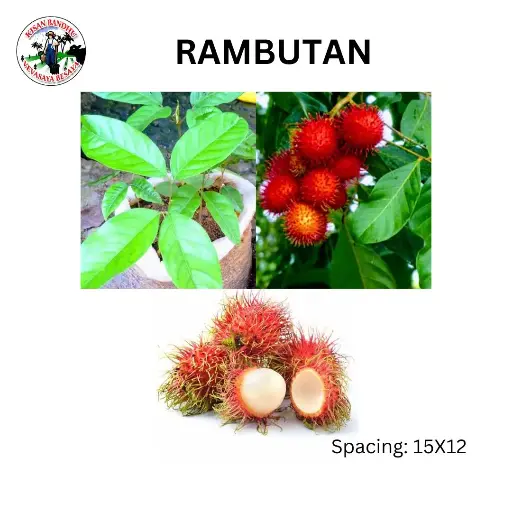 Rambutan
