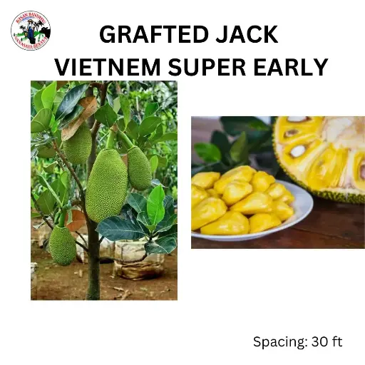 Grafted Vietnam Jack