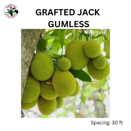 Grafted Jack Gumless