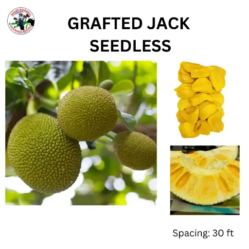 Grafted Jack Seedless