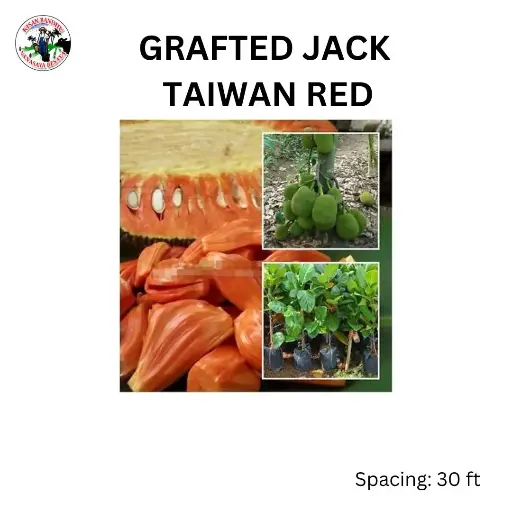 Grafted Jack Taiwan Red