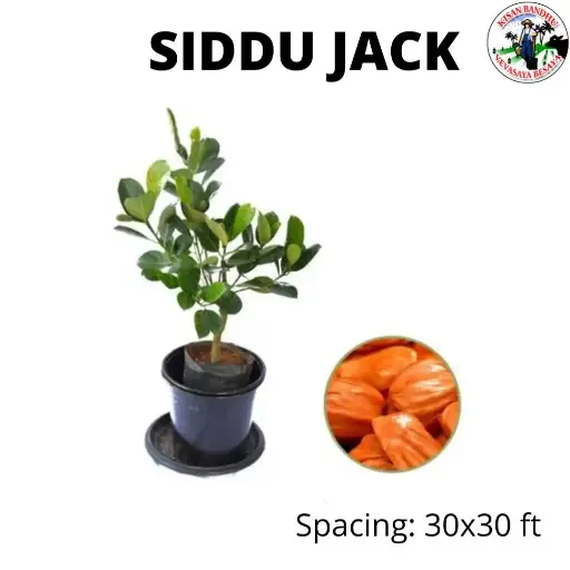 Siddu Jack