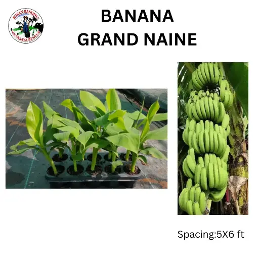 Banana Grand Naine