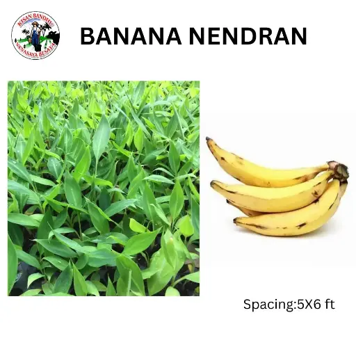 Banana Nendran
