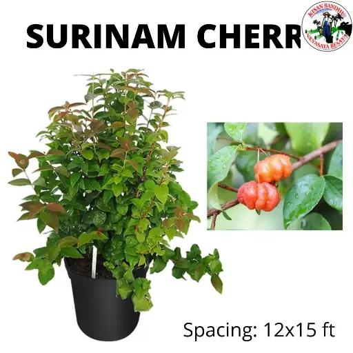 Surinam Cherry