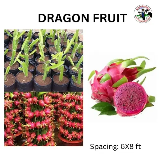 Dragonfruit