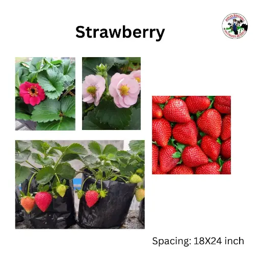 Strawberry