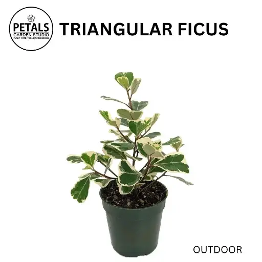 Triangular Ficus