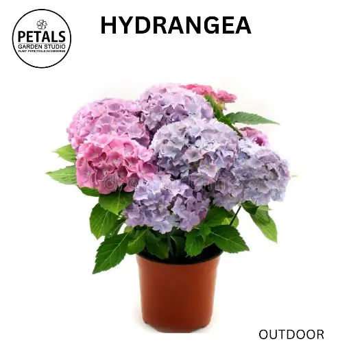 Hydrangea