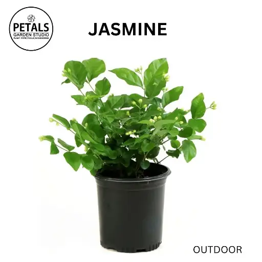 Jasmine