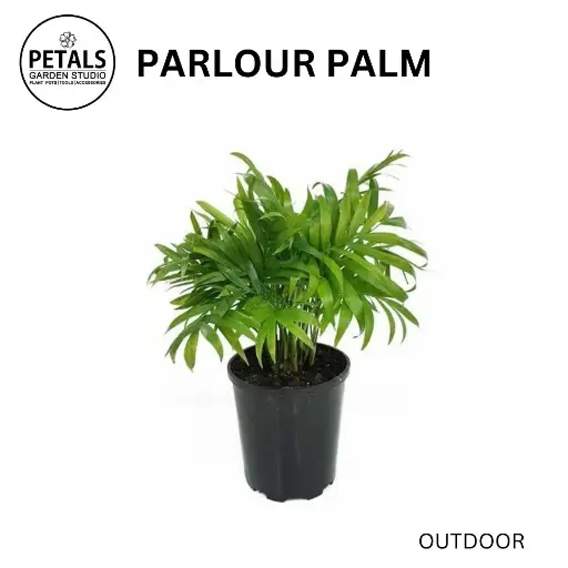 Parlour Palm