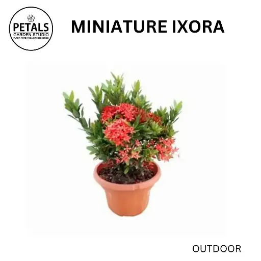Miniature Ixora