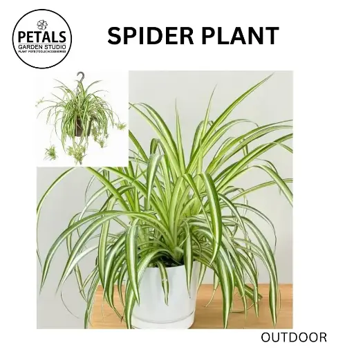 Spider Plant